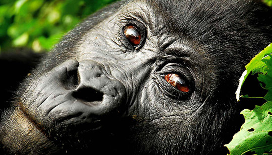 Bwindi Gorilla trekking safaris in Uganda